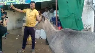 selfy With nilgai रोजडा