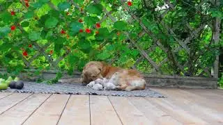 Золотистый ретривер Лара со щенками/Golden retriever with puppies