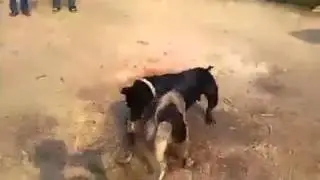 Aprende a Destrabar a Los Rottweiler