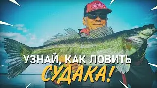 О ловле судака. Практика ловли +1
