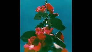 Tif & Vacra  Type Beat ~ ROSE ET PLEINE D EPINES