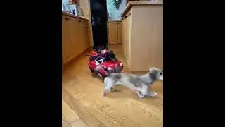 Прикол! Собачий дрифт! Как правильно пройти поворот!)))