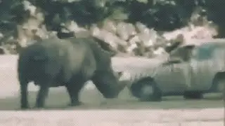 С носорогом шутки плохи 🦏