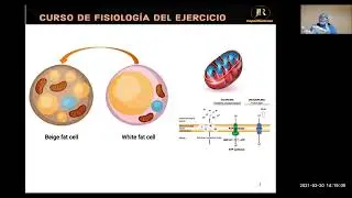 METABOLISMO ENERGÉTICO DE LAS GRASAS