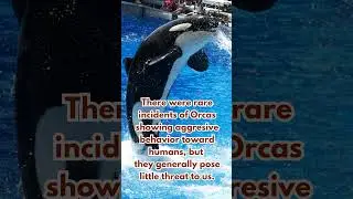 Orcas are dolphins, not whales?