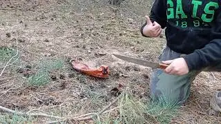 Грибы в лесу. Собираем и снимаем