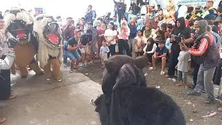 Can macanan new pandawa bikin heboh warga batu ceper karangtengah demak