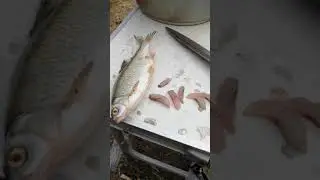 Как же я делаю нарезку для ловли хищной рыбы