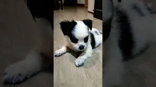 Anjing kecil berkacamata hitam ini takut denger suara anjing besar.. 🐶