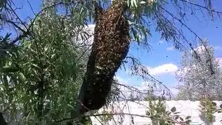 Пасека. Рои