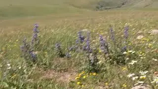 Ortakent Çiçekliyatak