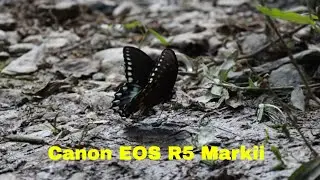 Canon EOS R5 Markii Spicebush Swallowtail Butterfly
