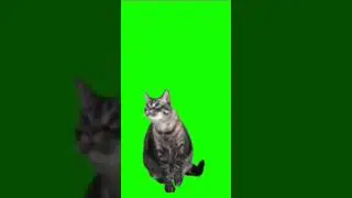 футаж с котом