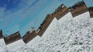 Seagulls