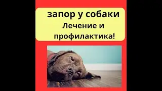 запор у собаки лечение. Как лечить запор у собаки?