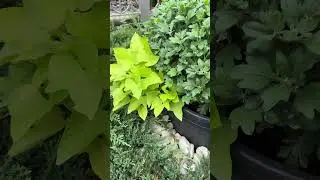 Секрет пишних хризантем!