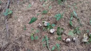 Грибы Рядовка серая,