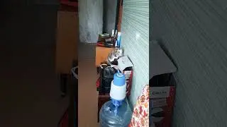 Мурка атакует Зайчика Солнечного