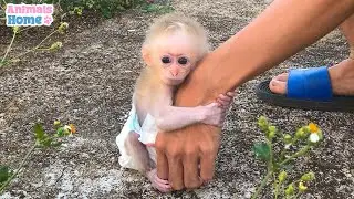 The Process Of Becoming a father Of Baby Monkey