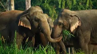 elephants attack deadly 2022#😭elephant cruerly fight moments#amazon wild life
