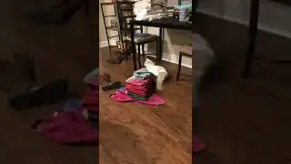 Кот свалил полотенца #Tik Tok #Shorts #Тик Ток #ПриколКоты #Catstiktok