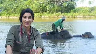 A Taste of the Wild!