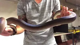 Animal Update: Onyx, the white lipped python
