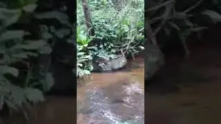 Natureza linda e bela / borboleta azul /itamaraju BA parte 3