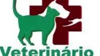Stent traqueal em cães