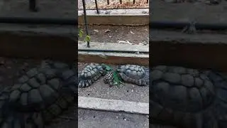 Черепашки