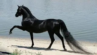 هل تعرف ما هو الفرس الأغلى قيمة فى العالم .وهل هو حصان عربى؟!