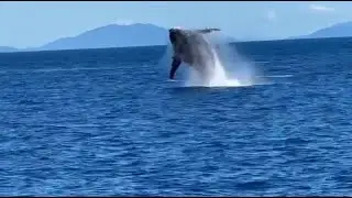 Humpback Mother & Calf
