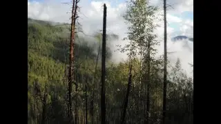 Фото-видео архив Тайга Сибирь По г.  медведя