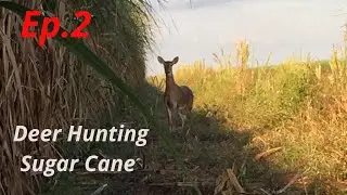 Deer Hunting In Sugar Cane