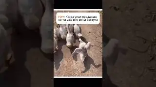Одно из самых важных правил в программировании - не делать важных обновлений в пятницу
