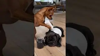 Dog Uses White Paint & Glitter To Prank Buddy For Chicken! 🐶✨ 