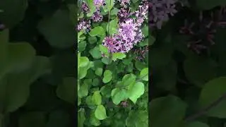 27 травня. Оквіл. Гарний кущ.