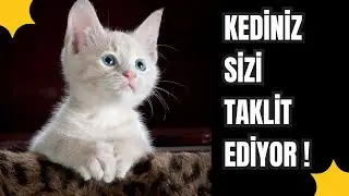 Kediler Sahiplerini Taklit Edebilir mi? | Şaşırtıcı Bilimsel Gerçekler! 🐱🔍