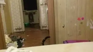 Cat does dog tricks