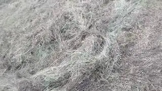 гребем сено...грабли гвв 6 завода унисибмаш