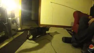 Slowmo Cat