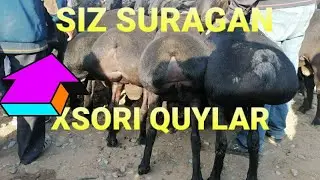 16 may surxondaryo OLTINSOY MIRSHADI QUY BOZORI NARX XISORI QUYLAR