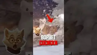 Ferret brings gifts in exchange for food – a unique case!