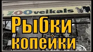 Where to buy aquarium fish in Latvia. Pet store in Riga