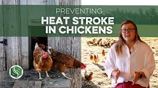How to Prevent Heat Stroke in Chickens