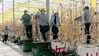 The Hardest Harvest