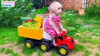 BiBi's brother harvests fruit on the farm