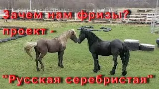 Зачем нам фризы?