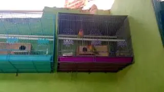 Cara membuat sarang lovebird