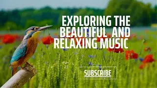 Calm and Relaxing music for Stress Relief